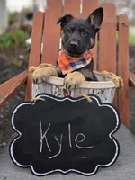 Kyle, a male German Shepherd Dog for sale in Interlaken, NY – Photo 3 of 6