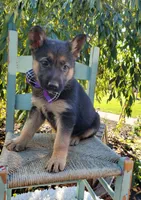 Tammy, a female German Shepherd Dog for sale in Interlaken, NY – 5 of 5
