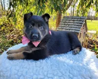 Tessa, a female German Shepherd Dog for sale in Interlaken, NY – 3 of 5