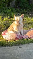 LEILA, a female French Bulldog for sale in Lebanon, OH – 4 of 5