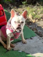 LEILA, a female French Bulldog for sale in Lebanon, OH – 3 of 5