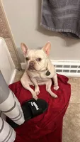 LEILA, a female French Bulldog for sale in Lebanon, OH – 5 of 5