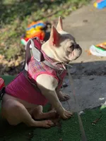LEILA, a female French Bulldog for sale in Lebanon, OH – 2 of 5