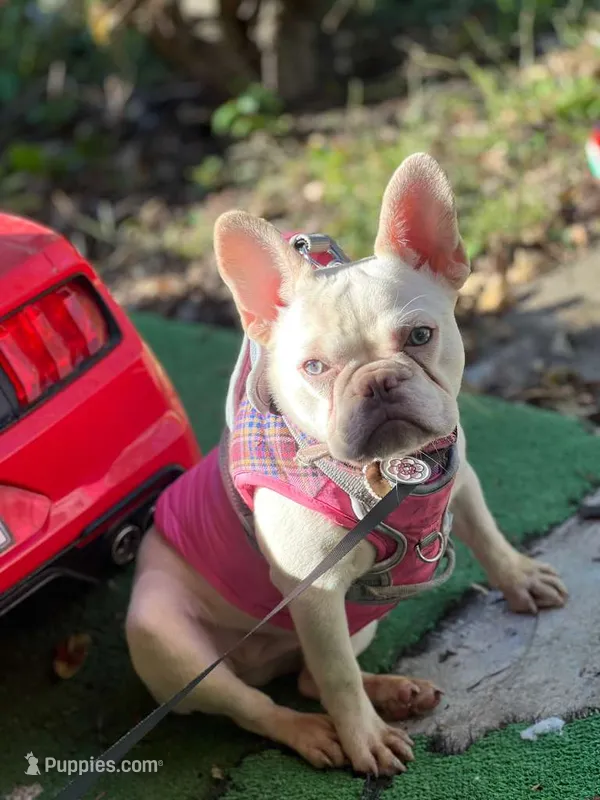 LEILA – French Bulldog puppy for sale in Lebanon, OH