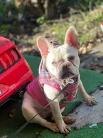 LEILA, a female French Bulldog for sale in Lebanon, OH – 1 of 5