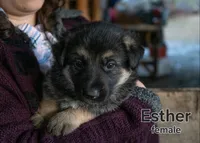 Esther, a female German Shepherd Dog for sale in Ava, MO – Photo 1 of 5