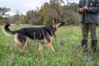 Esther, a female German Shepherd Dog for sale in Ava, MO – Photo 4 of 5