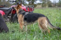 Esther, a female German Shepherd Dog for sale in Ava, MO – Photo 5 of 5