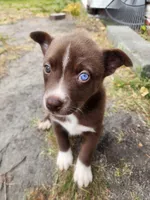 Angel , a female Siberian Husky and American Pit Bull Terrier for sale in Winston-Salem, NC – Photo 1 of 8