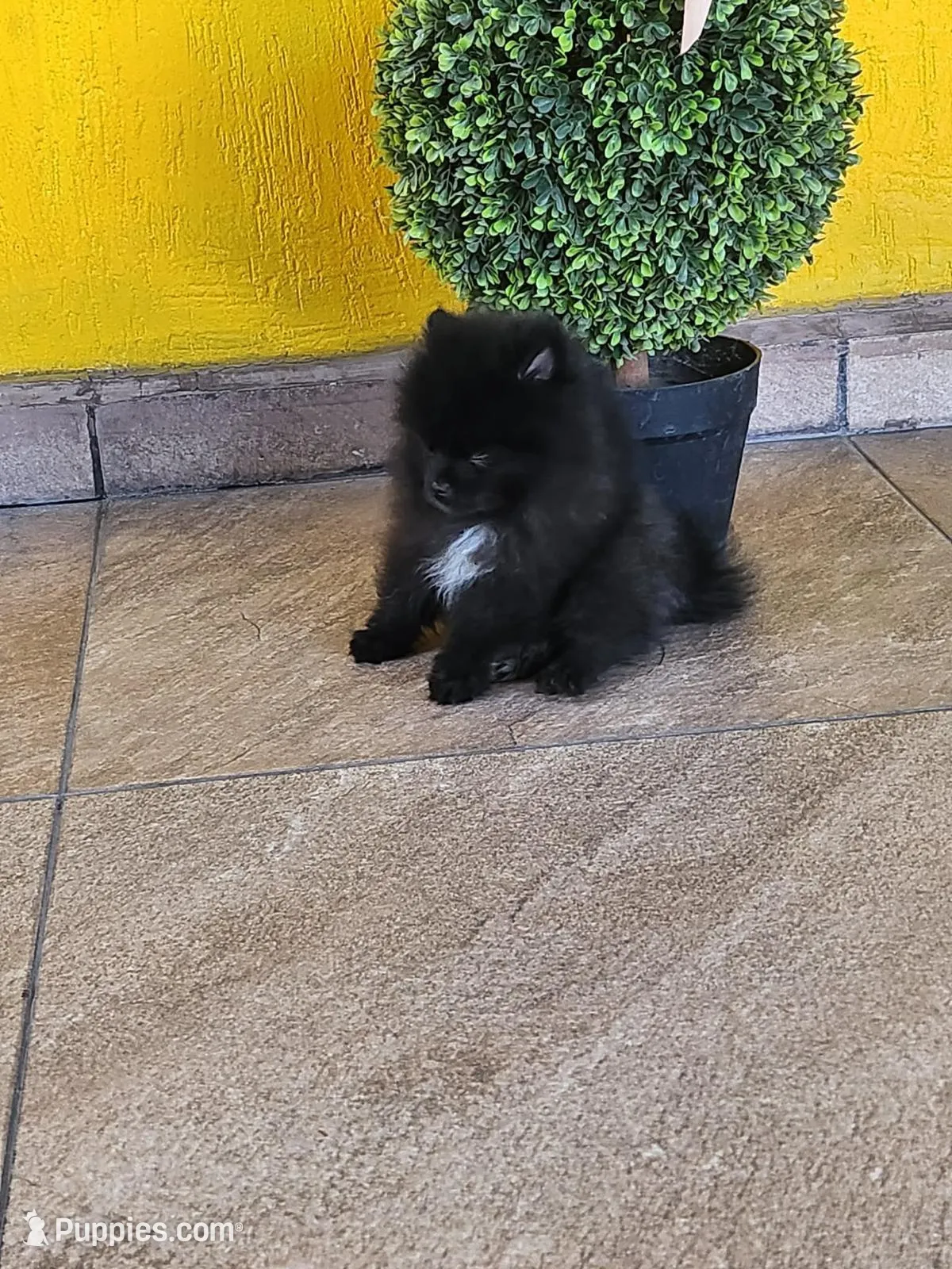black pom, a male Pomeranian for sale in Tolleson, AZ – Photo 2 of 4
