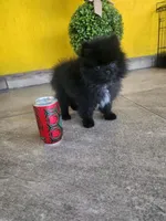 black pom, a male Pomeranian for sale in Tolleson, AZ – Photo 3 of 4