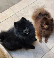 black pom, a male Pomeranian for sale in Tolleson, AZ – Photo 4 of 4