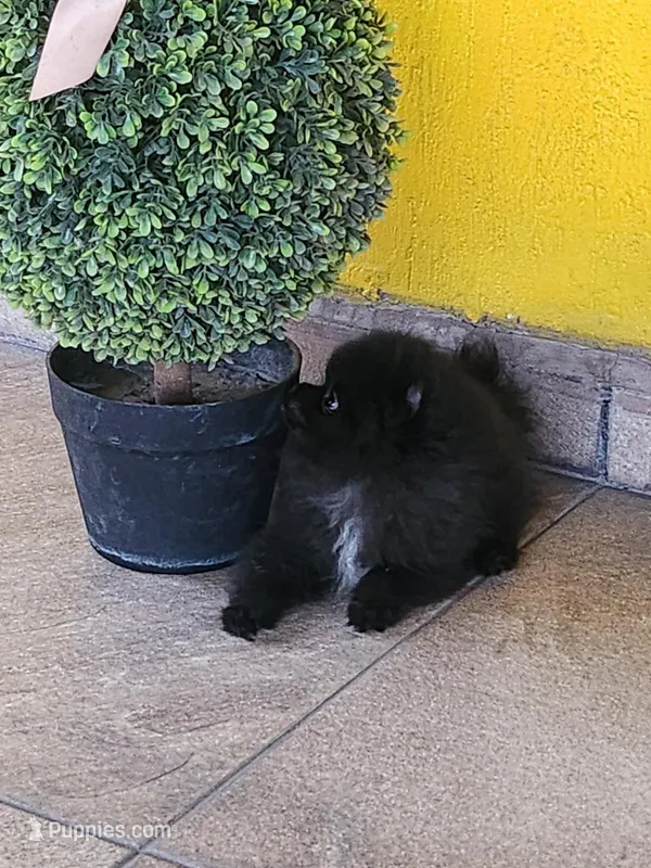 black pom – Pomeranian puppy for sale in Tolleson, AZ
