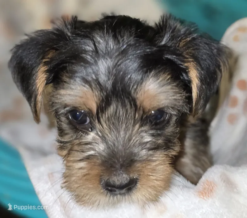 Boy 3 (Lugwig) – Yorkshire Terrier puppy for sale in Saint Clair Shores, MI