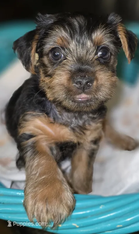 Boy 2 (Iggy) – Yorkshire Terrier puppy for sale in Saint Clair Shores, MI