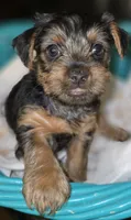 Boy 2 (Iggy), a male Yorkshire Terrier for sale in Saint Clair Shores, MI – 1 of 1