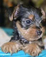 Boy 4 (Morton), a male Yorkshire Terrier for sale in Saint Clair Shores, MI – 2 of 3