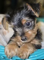 Boy 4 (Morton), a male Yorkshire Terrier for sale in Saint Clair Shores, MI – 1 of 3