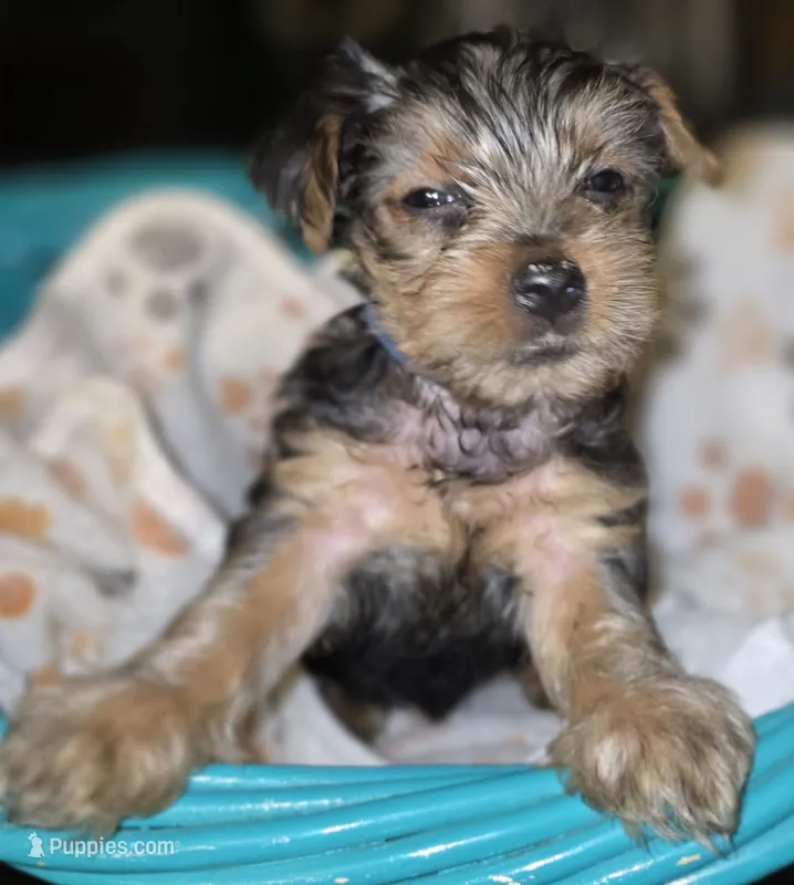 Boy 1 (Lemmy) – Yorkshire Terrier puppy for sale in Saint Clair Shores, MI