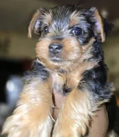 Boy 4 (Morton), a male Yorkshire Terrier for sale in Saint Clair Shores, MI – 3 of 3