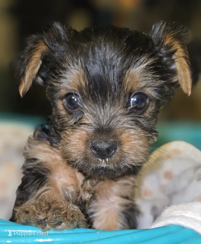Boy 5 (Larry) – Yorkshire Terrier puppy for sale in Saint Clair Shores, MI