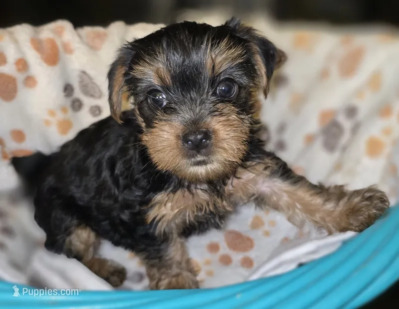Girl (Wendy) – Yorkshire Terrier puppy for sale in Saint Clair Shores, MI
