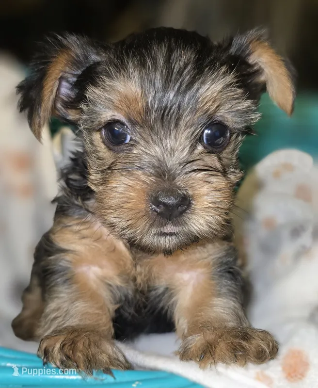 Boy 6 (Roy) – Yorkshire Terrier puppy for sale in Saint Clair Shores, MI