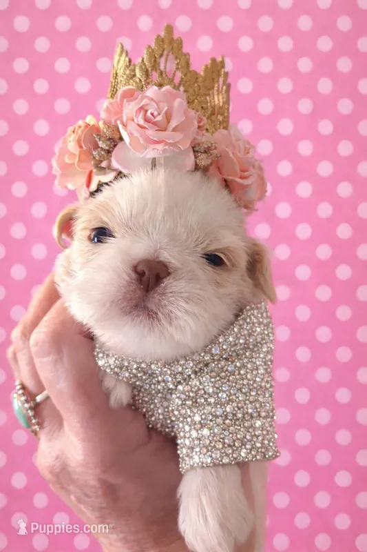 QUEENIE  – Shih Tzu puppy for sale in Big Sandy, TX