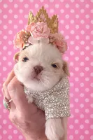 QUEENIE , a female Shih Tzu for sale in Big Sandy, TX – Photo 1 of 2