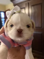 QUEENIE , a female Shih Tzu for sale in Big Sandy, TX – Photo 2 of 2