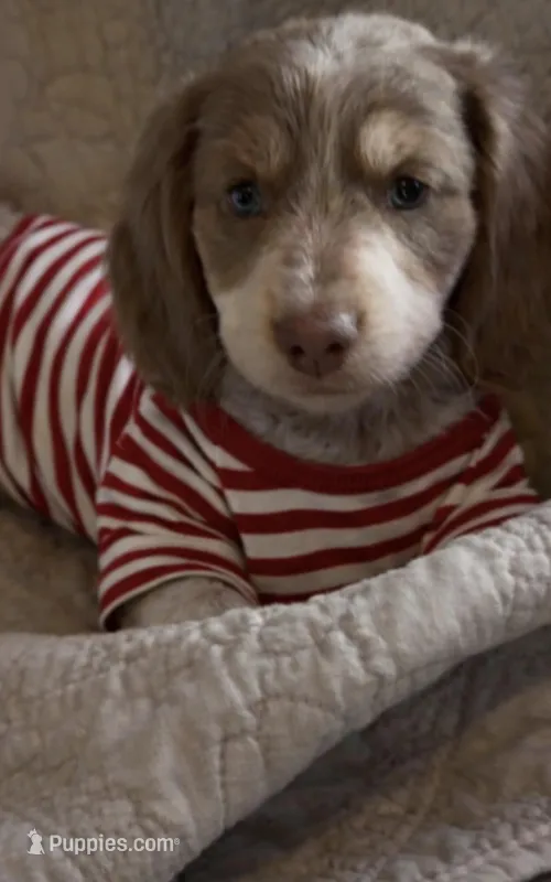 Major  – Miniature Dachshund puppy for sale in Big Sandy, TX