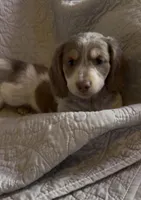 Major , a male Miniature Dachshund for sale in Big Sandy, TX – Photo 2 of 3