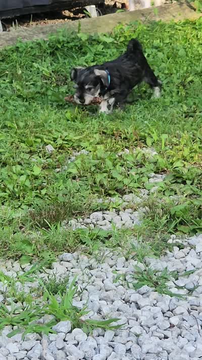 Leon, a male Miniature Schnauzer for sale in Cleveland, OH – 10 of 10
