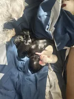 Charlie , a male Miniature Schnauzer for sale in Cleveland, OH – 3 of 3