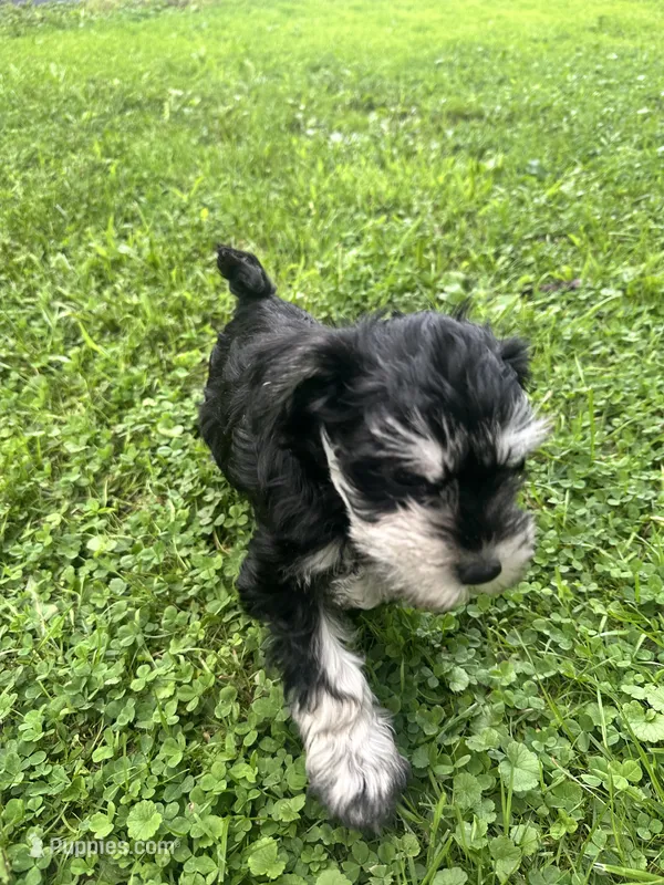 Bryce – Miniature Schnauzer puppy for sale in Cleveland, OH