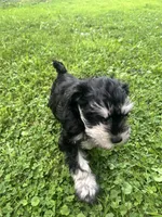 Bryce, a male Miniature Schnauzer for sale in Cleveland, OH – 1 of 8
