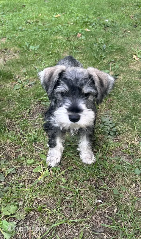 Leon – Miniature Schnauzer puppy for sale in Bedford, OH