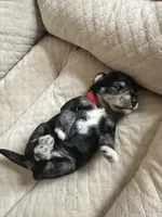 Rocco, a male Miniature Schnauzer for sale in Cleveland, OH – 8 of 9
