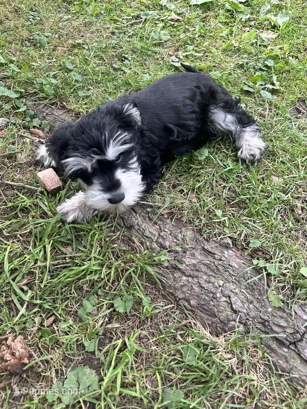 Bryce – Miniature Schnauzer puppy for sale in Bedford, OH