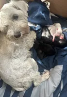 Gojo, a male Miniature Schnauzer for sale in Cleveland, OH – 3 of 3