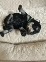 Bryce, a male Miniature Schnauzer for sale in Cleveland, OH – 7 of 8