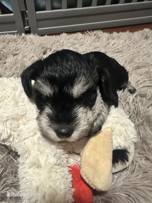 Bryce – Miniature Schnauzer puppy for sale in Cleveland, OH