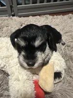 Bryce, a male Miniature Schnauzer for sale in Cleveland, OH – 4 of 8