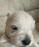 Charlie , a male Miniature Schnauzer for sale in Cleveland, OH – 5 of 6