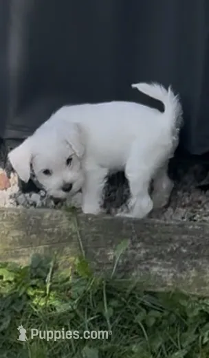 Charlie  – Miniature Schnauzer puppy for sale in Cleveland, OH