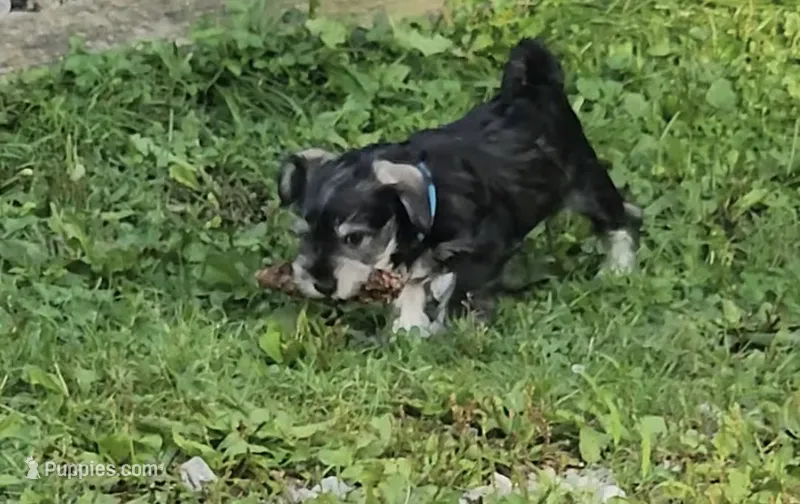 Leon – Miniature Schnauzer puppy for sale in Cleveland, OH