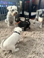 Gojo, a male Miniature Schnauzer for sale in Cleveland, OH – 7 of 9