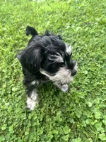 Bryce, a male Miniature Schnauzer for sale in Cleveland, OH – 2 of 8