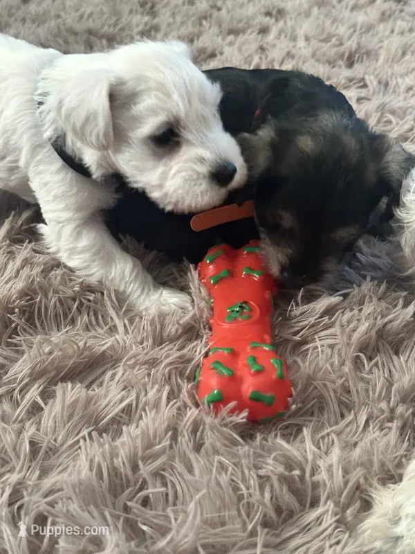 Gojo – Miniature Schnauzer puppy for sale in Cleveland, OH