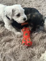 Gojo, a male Miniature Schnauzer for sale in Cleveland, OH – 2 of 9